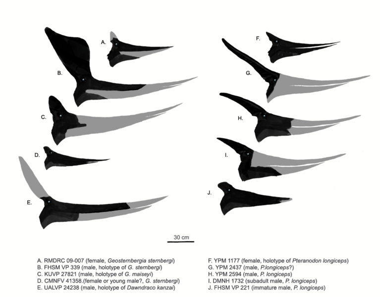 File:Pteranodonts.png