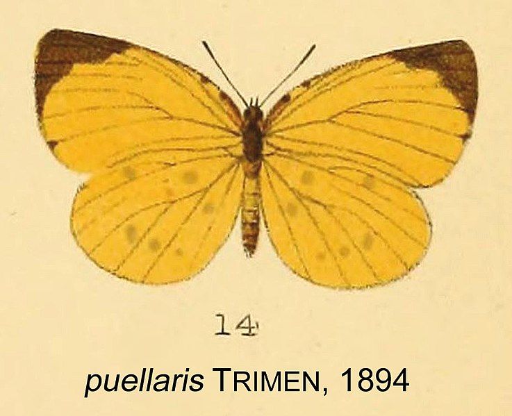 File:PuellarisTrimen1894OD.jpg