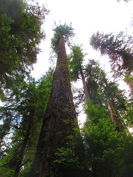 File:QuinaltCedar.JPG