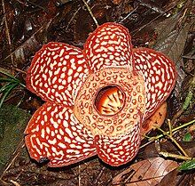 A Rafflesia pricei plant, fully bloomed in the ground.