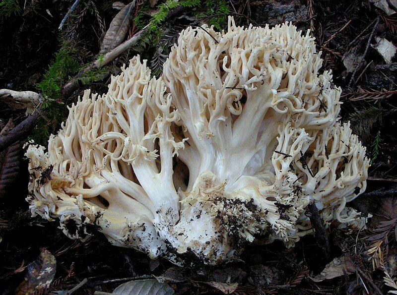 File:Ramaria rubrievanescens 190892.jpg