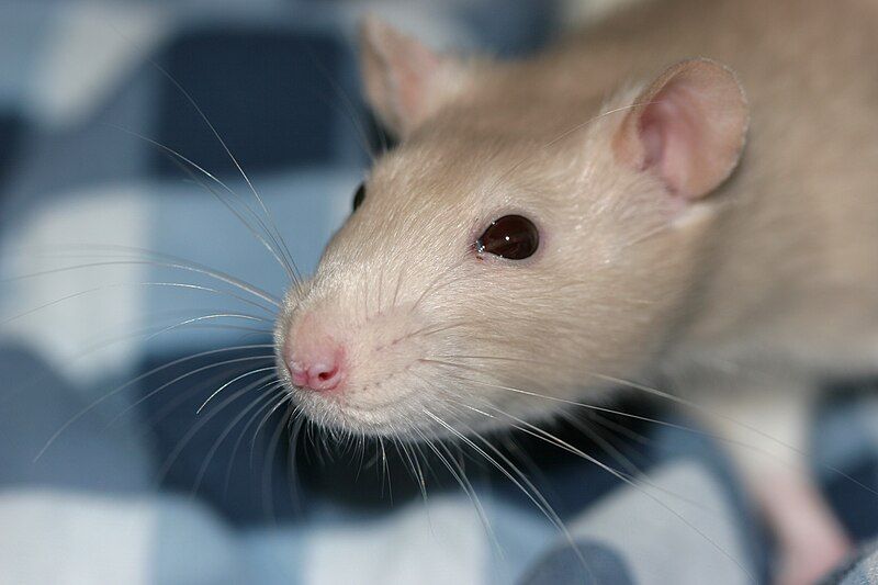 File:Rat whiskers 2.jpg