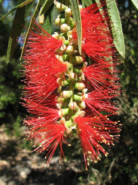 File:Red bottle brush.jpg