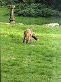 Red fox seen in the garden of a house at Sharptor