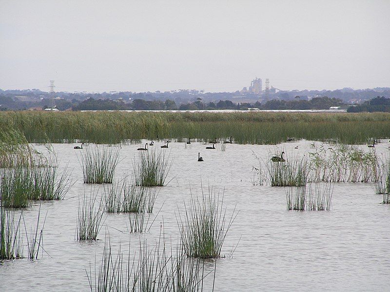 File:Reedy Lake 04.jpg