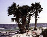 S. palmetto on Virginia Beach, Virginia