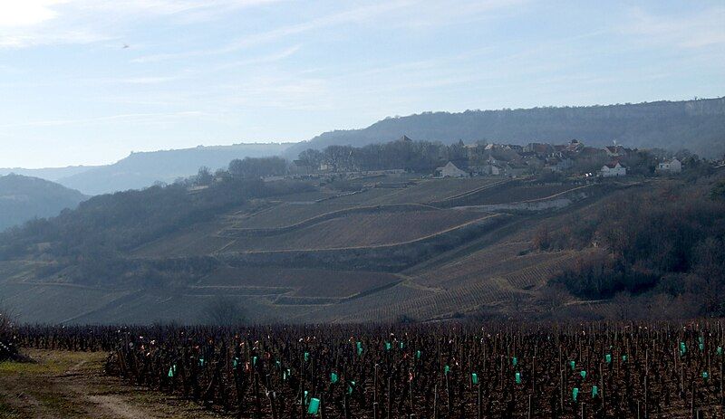 File:Saint-Romain - Vignes.jpg