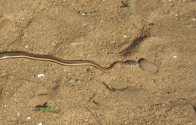 File:Sand Snake.jpg