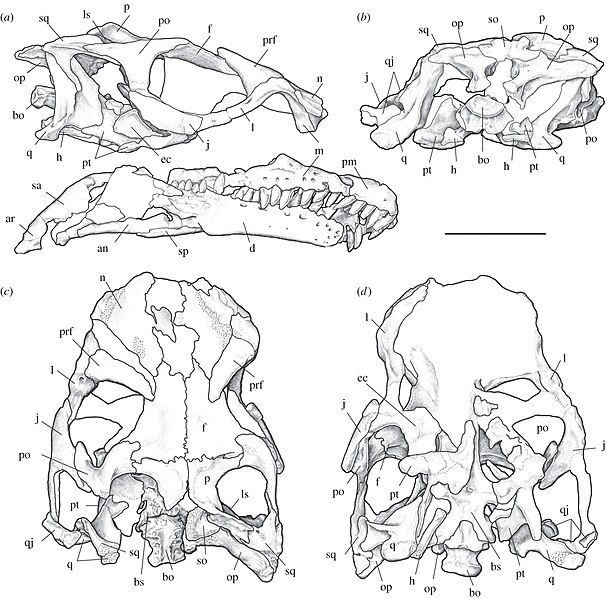 File:Sarahsaurus.jpg