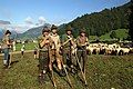 Image 41Herding sheep in Austria (from Alps)