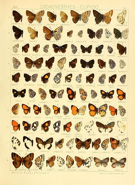 File:SeitzGrossschmett13Plate72.jpg