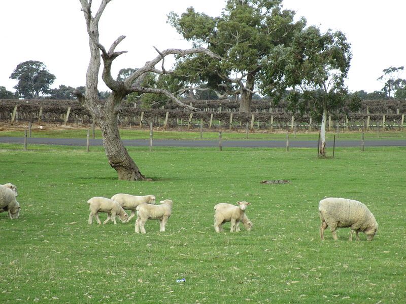 File:Sheep and vines.JPG