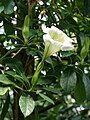 Side view of white-flowered form, showing trumpet shape of corolla.