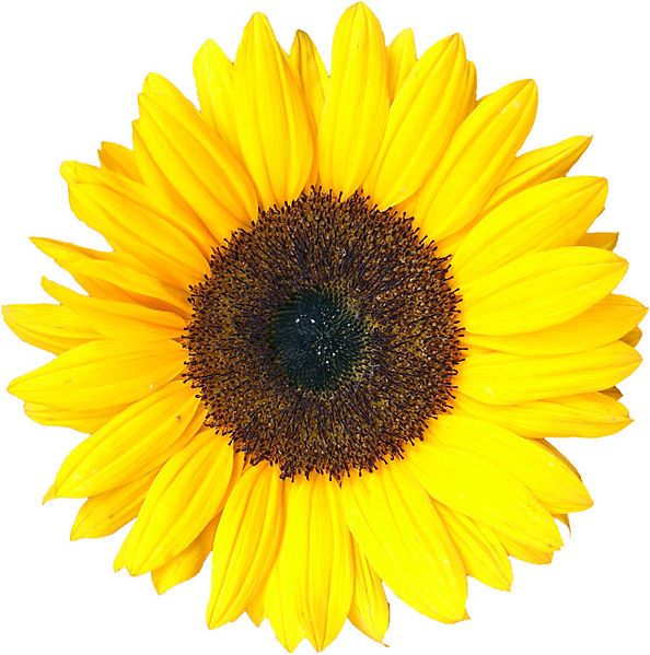 File:Sonnenblume 02 KMJ.jpg