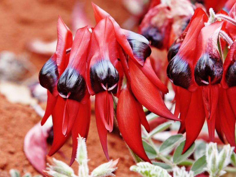 File:Sturts desert pea.jpg