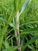 Stem and leaves