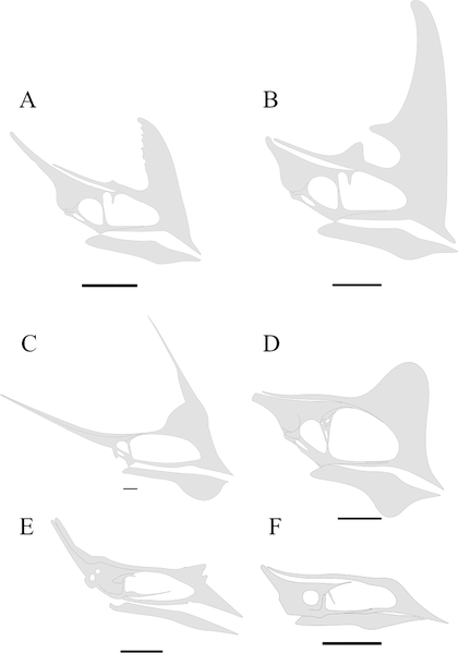 File:Tapejaridae skull comparison.png