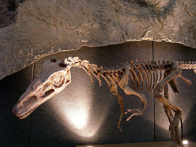 File:Theropod mount.jpg