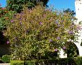 Tibouchina urvilleana