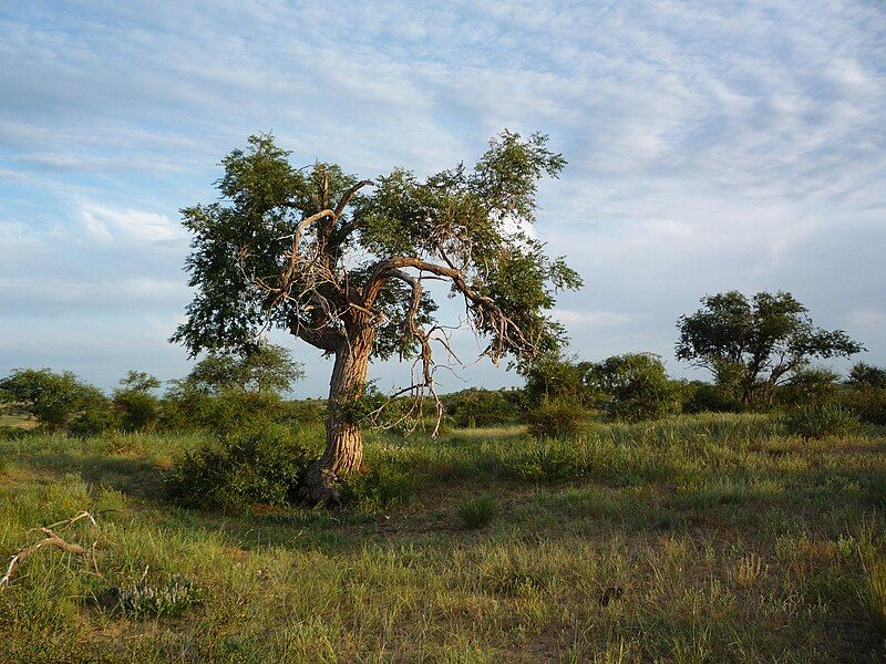 File:Ulmus pumila 1.JPG