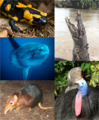 Individual organisms from various vertebrate classes. Clockwise, starting from top left: a) Fire Salamander (Salamandra salamandra), class Amphibia b) Saltwater Crocodile (Crocodylus porosus), class Sauropsida c) Southern Cassowary (Casuarius casuarius), class Aves d) Black-and-rufus Giant Elephant Shrew (Rhynchocyon petersi), class Mammalia e) Ocean Sunfish (Mola mola), class Actinopterygii