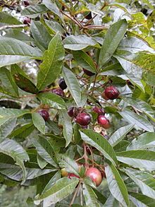 Close-up view of the tree's long, slender leaves and small, plum-like fruits