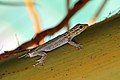 Image 11White-headed dwarf gecko