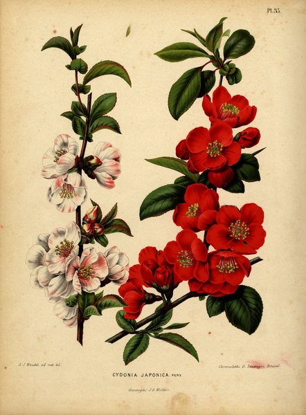 File:WitteHeinrichFlora1868-035-Chaenomeles speciosa.png