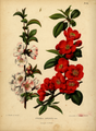 Chaenomeles speciosa by A. J. Wendel from his book with H. Witte: Flora: ... voorkomende in de Nederlandsche tuinen, [1868]