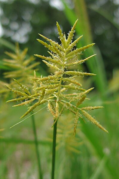 File:Yellow Nutsedge (18839920565).jpg