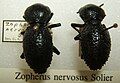 Zopherus nervosus