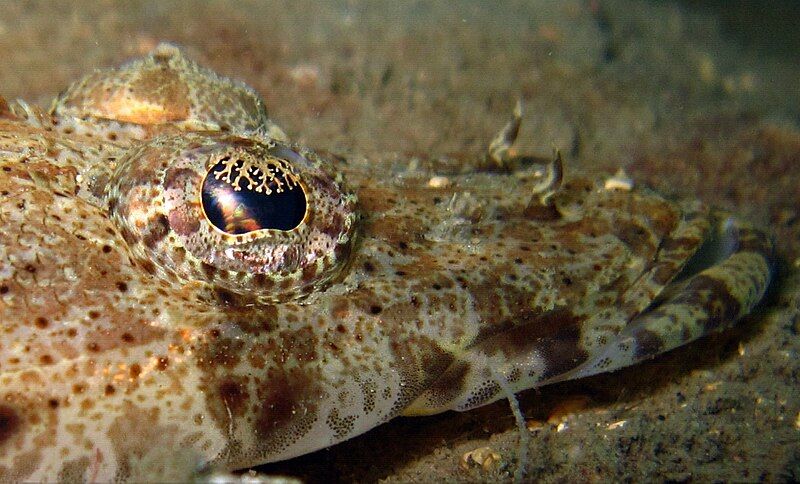 File:082810 Crocodilefish.jpg