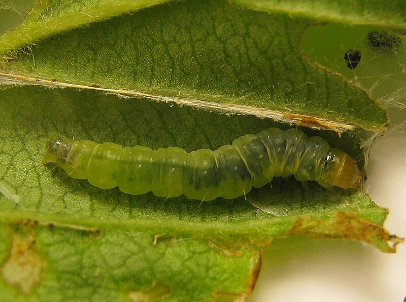 File:Acleris schalleriana caterpillar.jpg