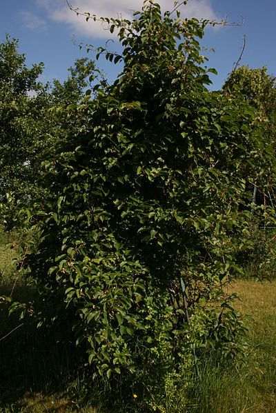 File:Actinidia-arguta-habit.jpg