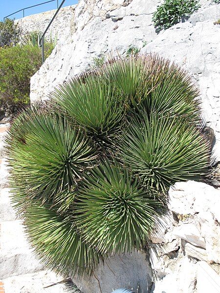 File:Agave stricta Eze.jpg