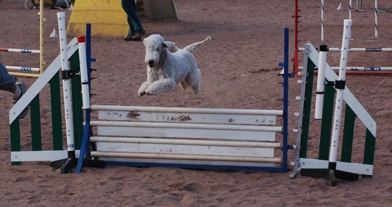 File:Agility bedlington.jpg