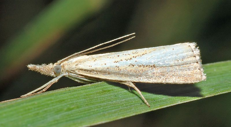 File:Agriphila straminella (aka).jpg