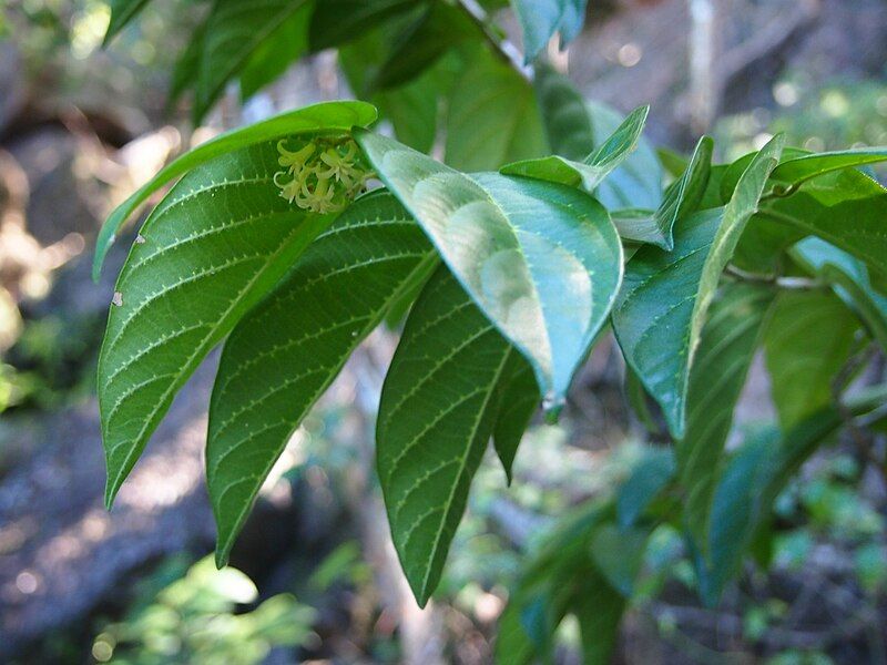 File:Alangium villosum.jpg