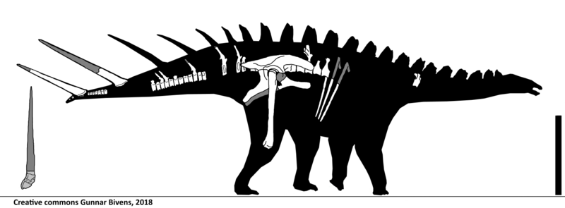 File:Alcovasaurus longispinus Skeletal.png