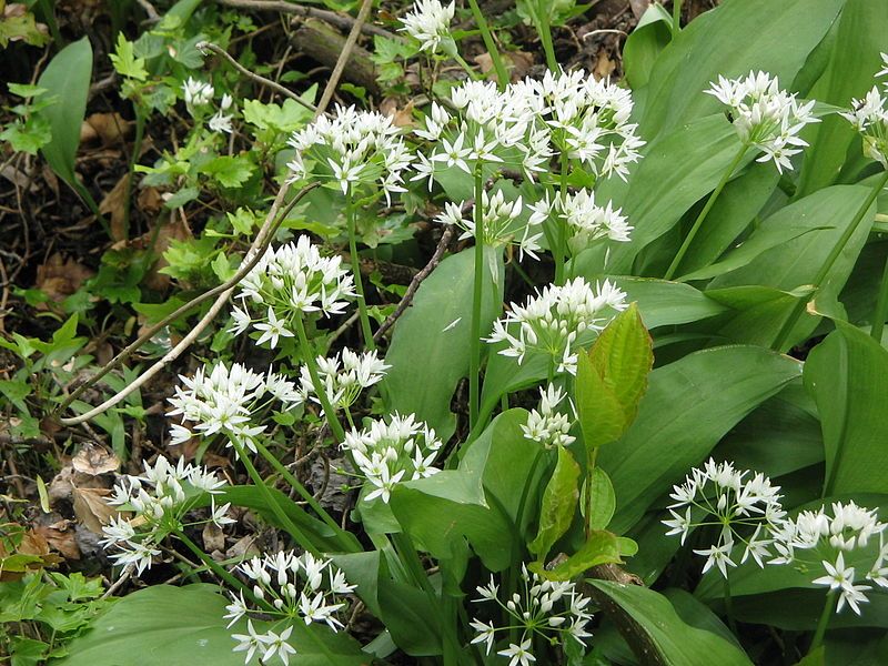 File:Allium ursinum04.jpg