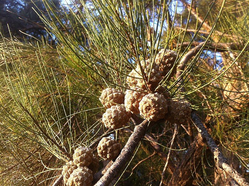 File:Allocasuarina fraseriana fruit.jpg