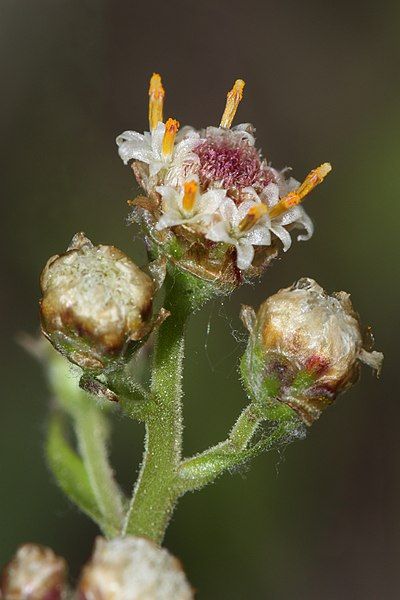 File:Antennaria racemosa 4844f.JPG