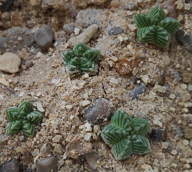 File:Aztekium valdezii plants.jpg