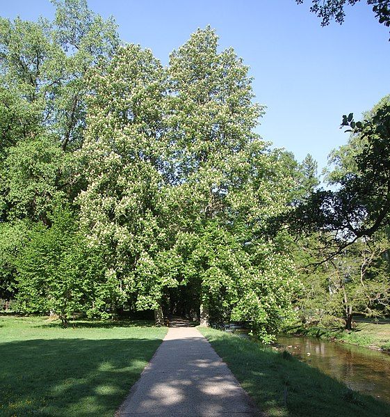 File:Baden-Baden-Lichtentaler Allee-190-Rosskastanie-Oos-2020-gje.jpg