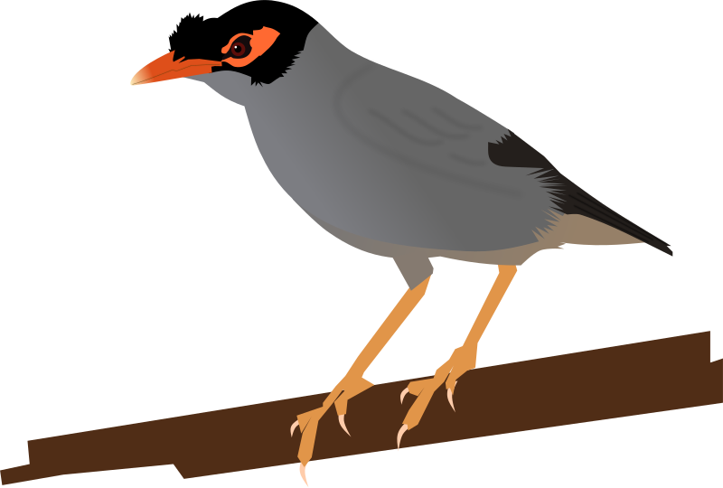 File:Bank Myna.svg