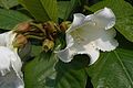 Beaumontia grandiflora close-up