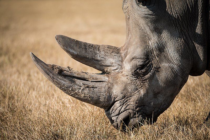 File:Black Rhino grazing.jpg