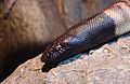 Blackheaded python Aspidites melanocephalusat Wilmington's Cape Fear Serpentarium