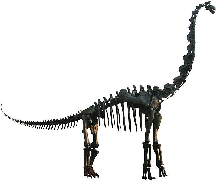 File:Brachiosaurus mount.jpg