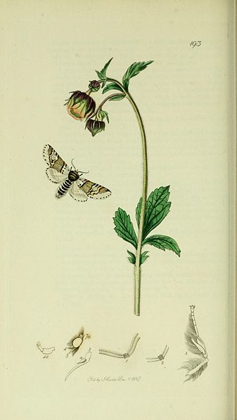 File:Britishentomologyvolume5Plate193.jpg